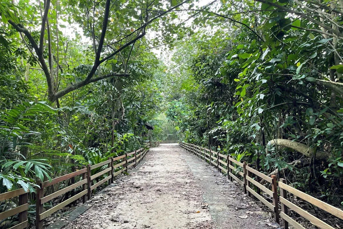 Překvapení v Singapuru: vzácný pták na návštěvě