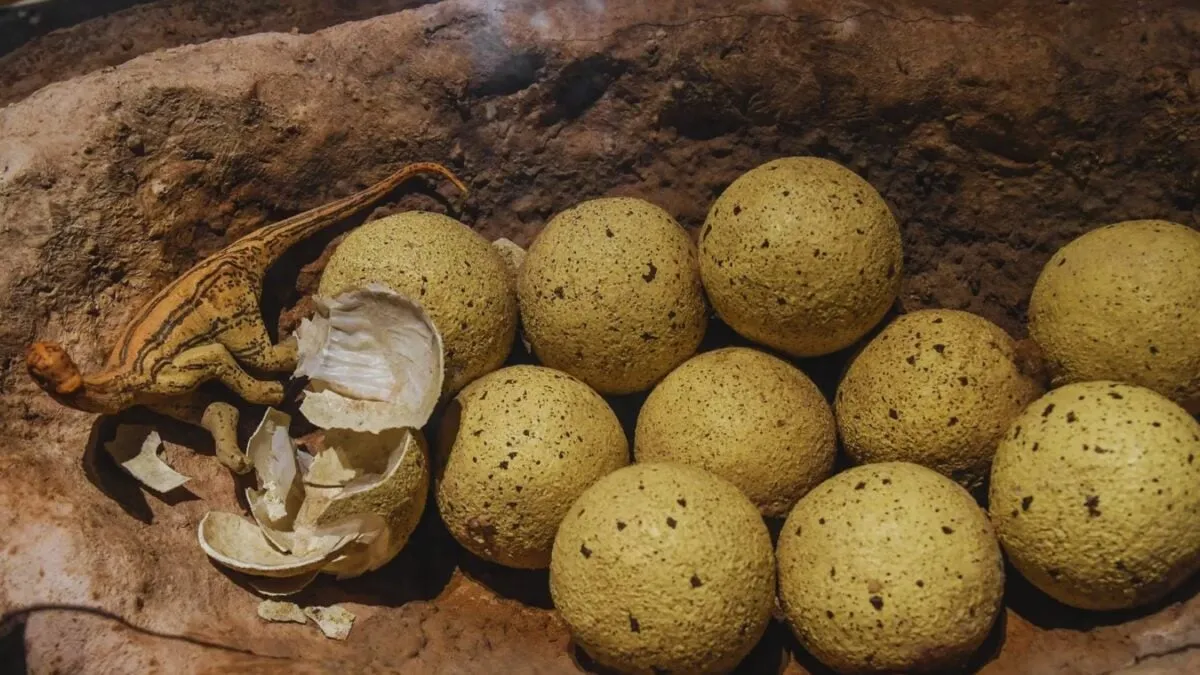 Nález fosilizovaných vajec dinosaurů v úžasném stavu zachování