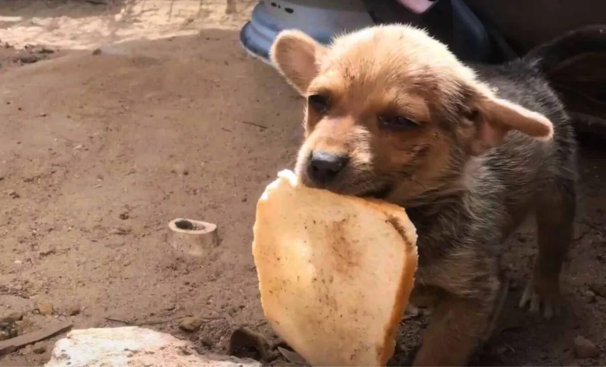 Opuštěné štěně dojalo svět: jak Gunnar přežil