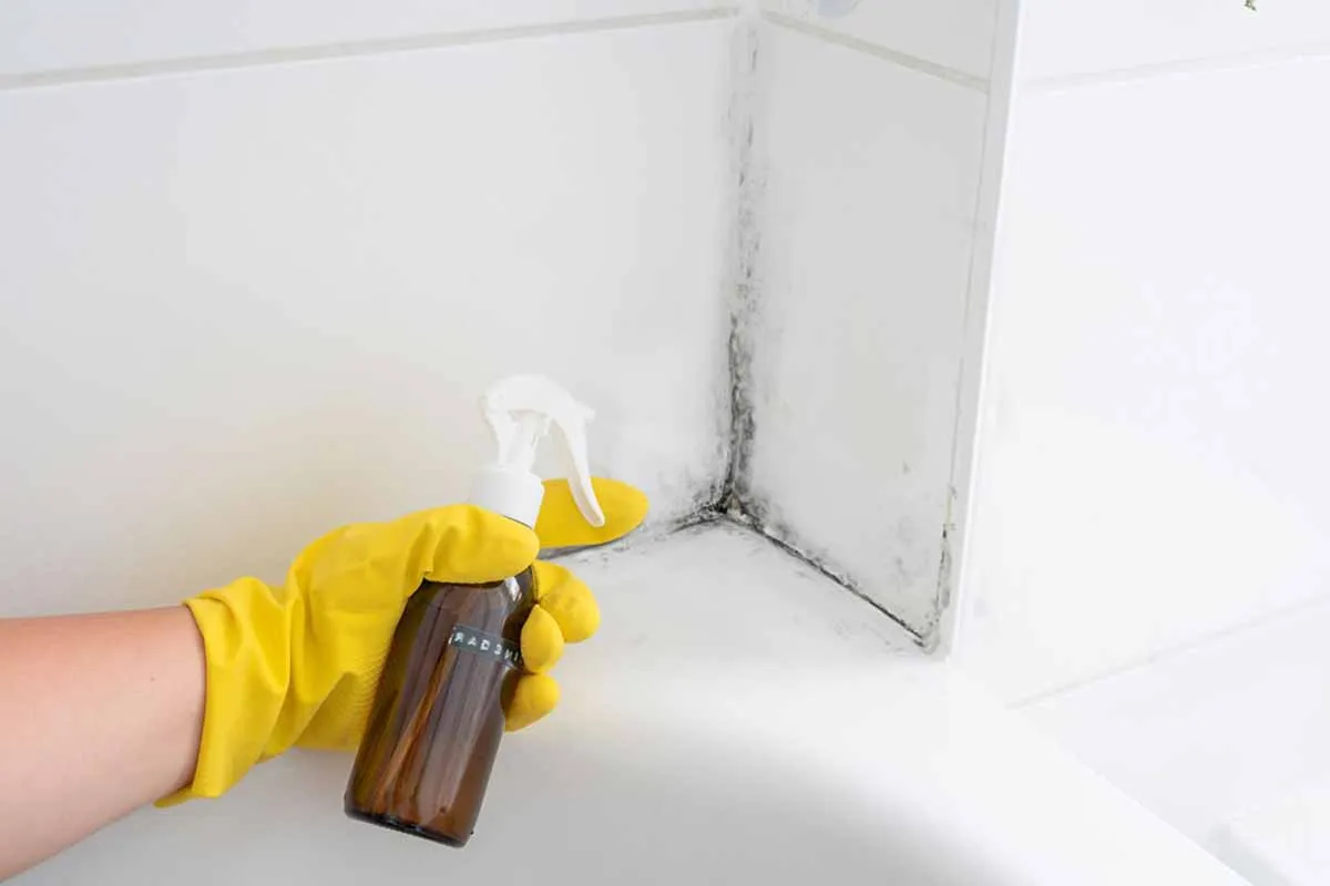 Jak se úspěšně a udržitelně zbavit plísně ve sprše