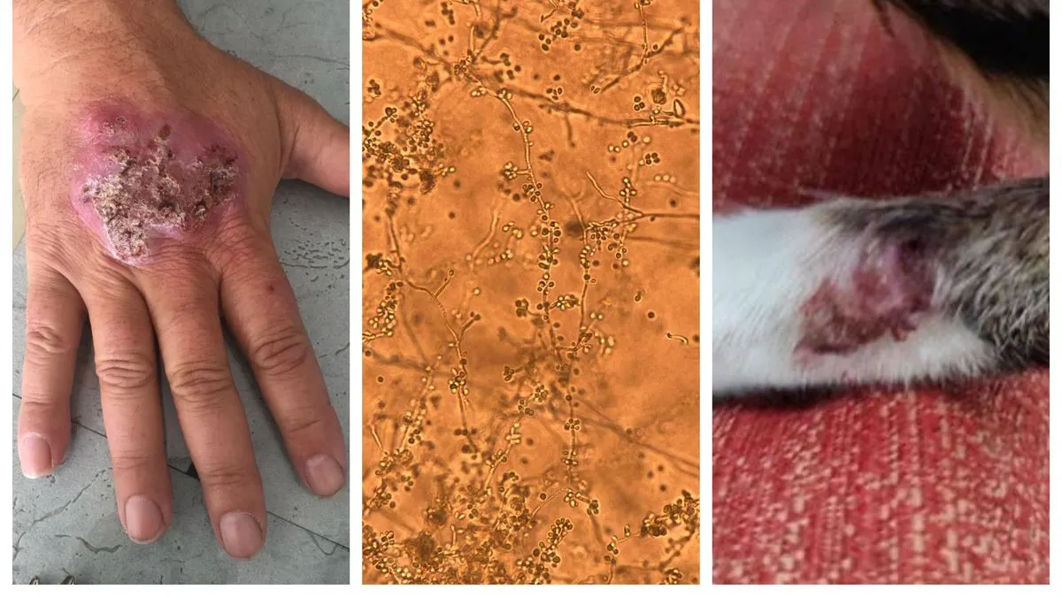 Nový druh známé houby už způsobil ohnisko v Uruguayi: přenáší se z koček na lidi