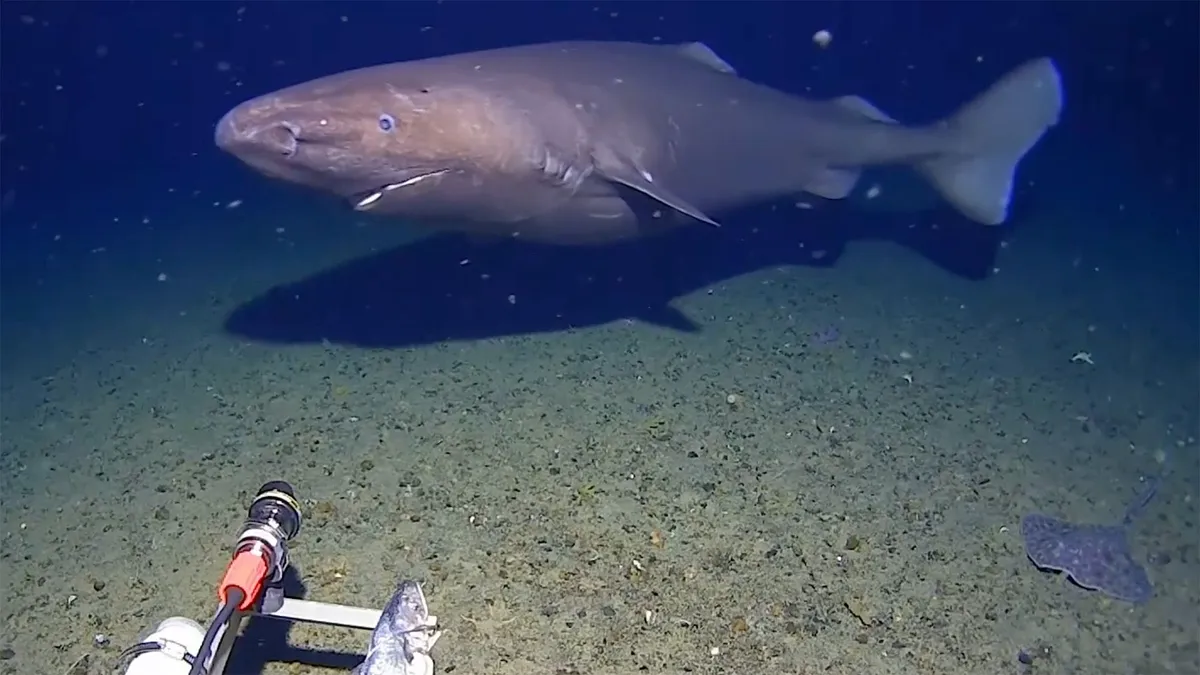 Spící žralok zachycen v antarktickém oceánu