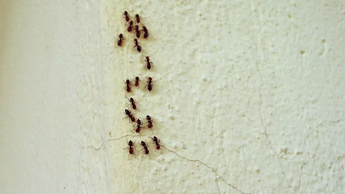 Mravenci v domácnosti: problém nebo příležitost?